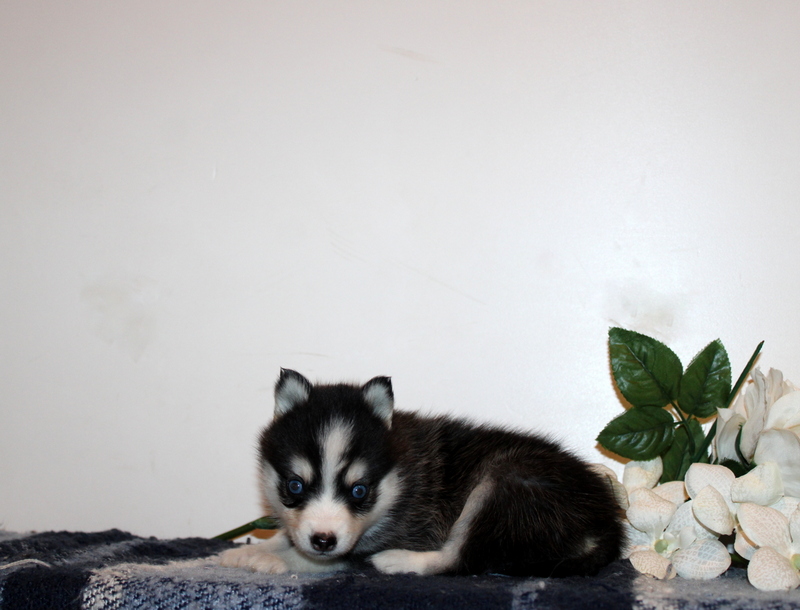 puppy, for, sale, Pomsky, Matthew B. Stoltzfus, dog, breeder, Gap, PA, dog-breeder, puppy-for-sale, forsale, nearby, find, puppyfind, locator, puppylocator, aca